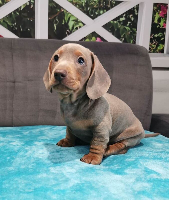 Dachshund puppies for sale in Mansfield, Nottinghamshire – KC registered, 9 weeks old - Image 2 of 3