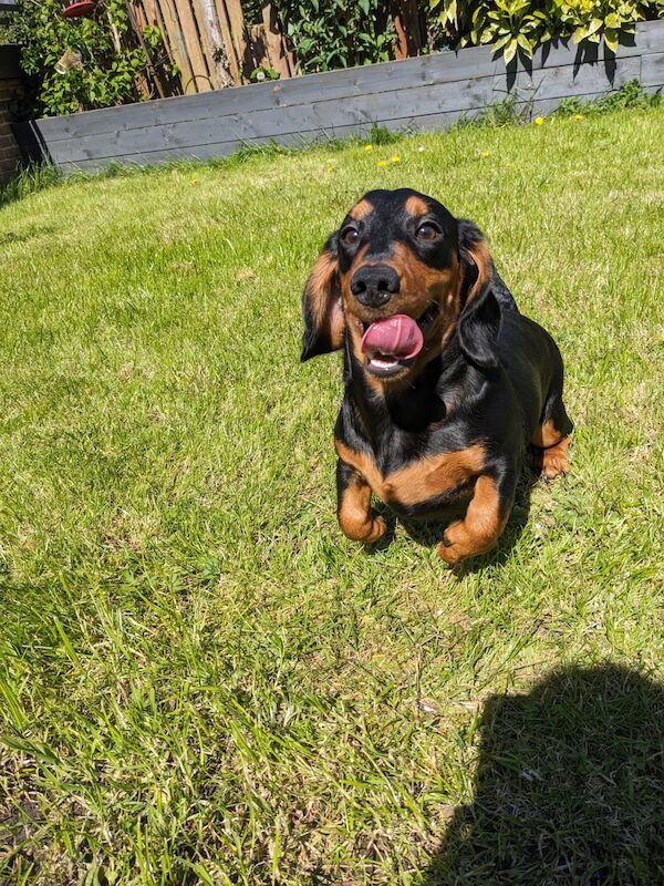 Toby miniature black and tan daschund for sale in DN17 4RP