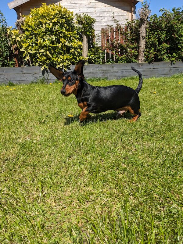 Toby miniature black and tan daschund for sale in DN17 4RP | Image 2