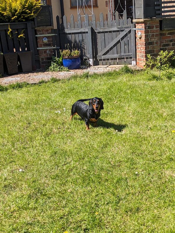 Toby miniature black and tan daschund for sale in DN17 4RP | Image 3