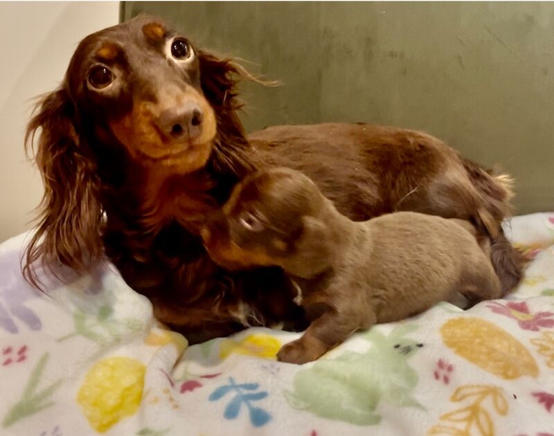 Top pedigree KC mini Long haired dachshund puppies for sale in Maidstone, Kent
