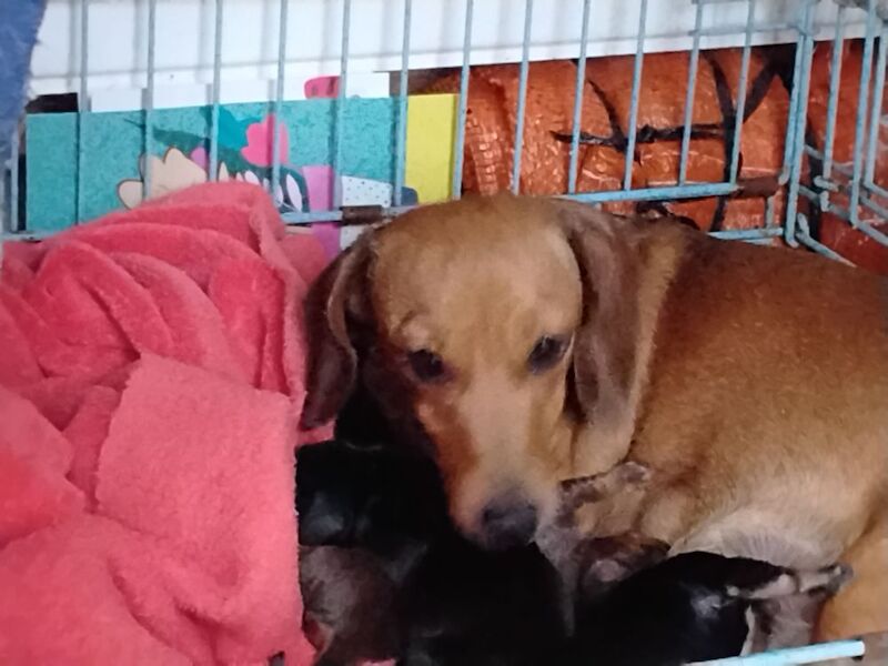 Toy dachshunds for sale in St Helens, Merseyside