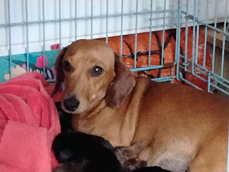 Toy dachshunds for sale in St Helens, Merseyside | Image 2