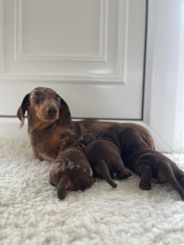 Dachshund puppies for sale in Swavesey, Cambridgeshire – 9 weeks old - Image 3 of 13