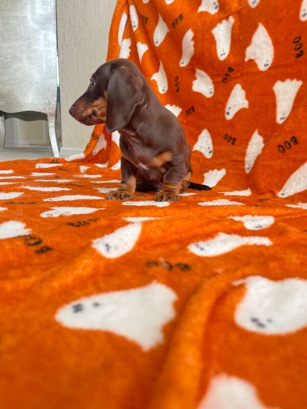 Dachshund puppies for sale in Swavesey, Cambridgeshire – 9 weeks old - Image 4 of 13