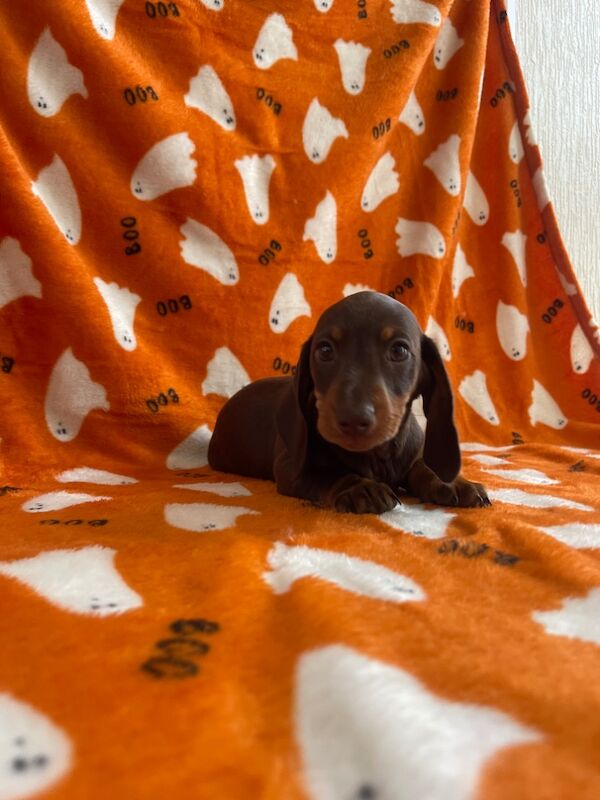 Dachshund puppies for sale in Swavesey, Cambridgeshire – 9 weeks old - Image 8 of 13