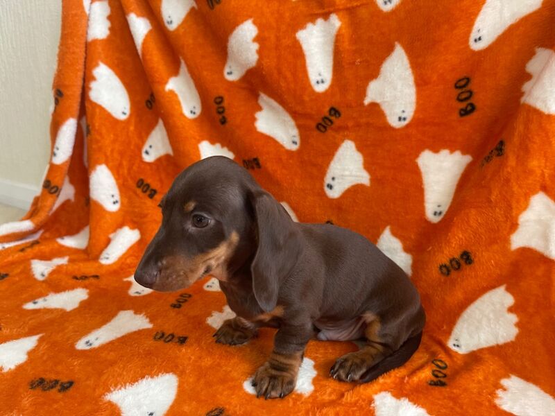 Dachshund puppies for sale in Swavesey, Cambridgeshire – 9 weeks old - Image 9 of 13