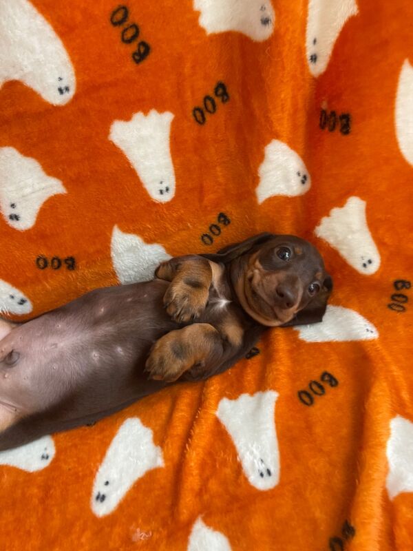 Dachshund puppies for sale in Swavesey, Cambridgeshire – 9 weeks old - Image 10 of 13