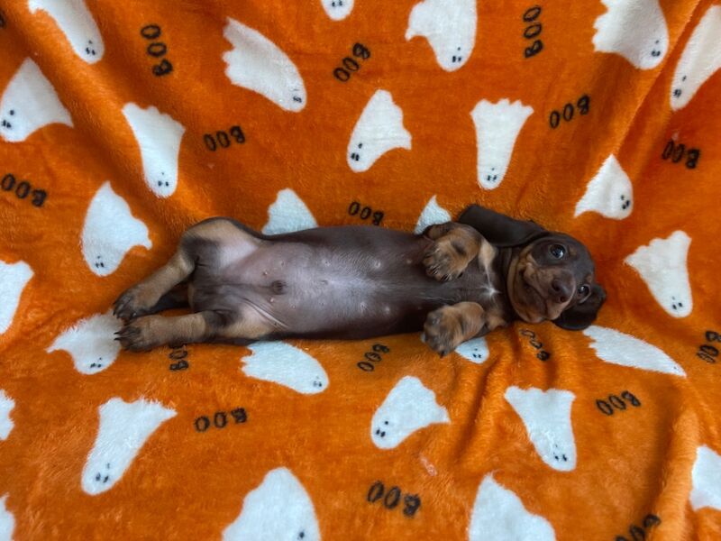 Dachshund puppies for sale in Swavesey, Cambridgeshire – 9 weeks old - Image 11 of 13