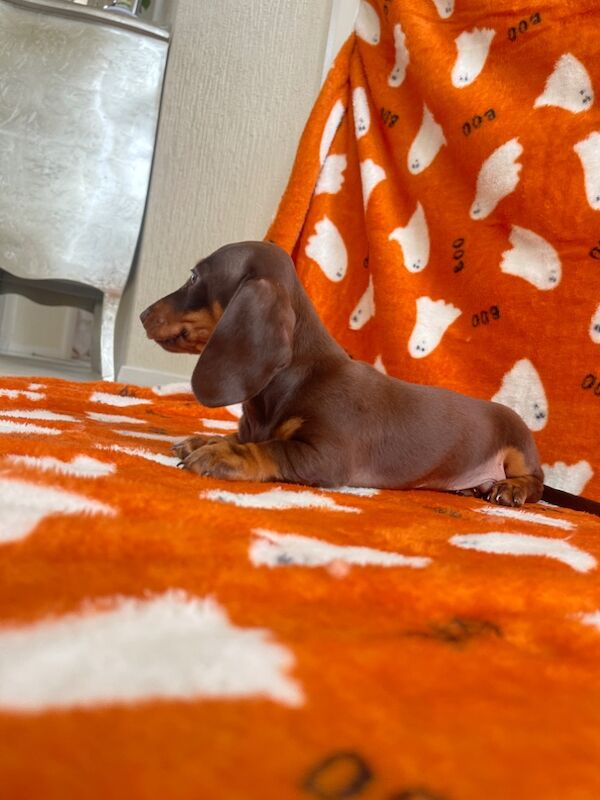Dachshund puppies for sale in Swavesey, Cambridgeshire – 9 weeks old - Image 12 of 13
