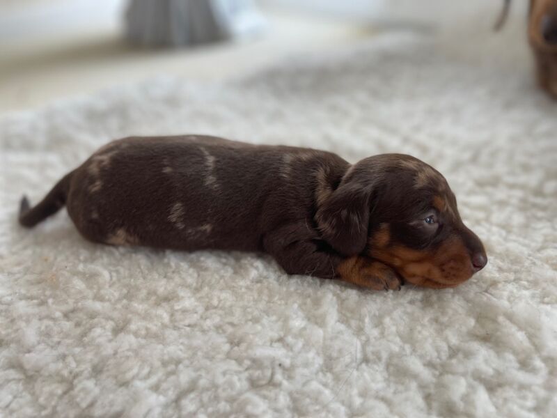 Dachshund puppies for sale in Swavesey, Cambridgeshire – 8 weeks old - Image 2 of 12
