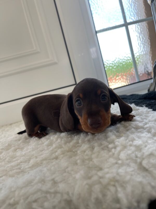 Dachshund puppies for sale in Swavesey, Cambridgeshire – 8 weeks old - Image 8 of 12