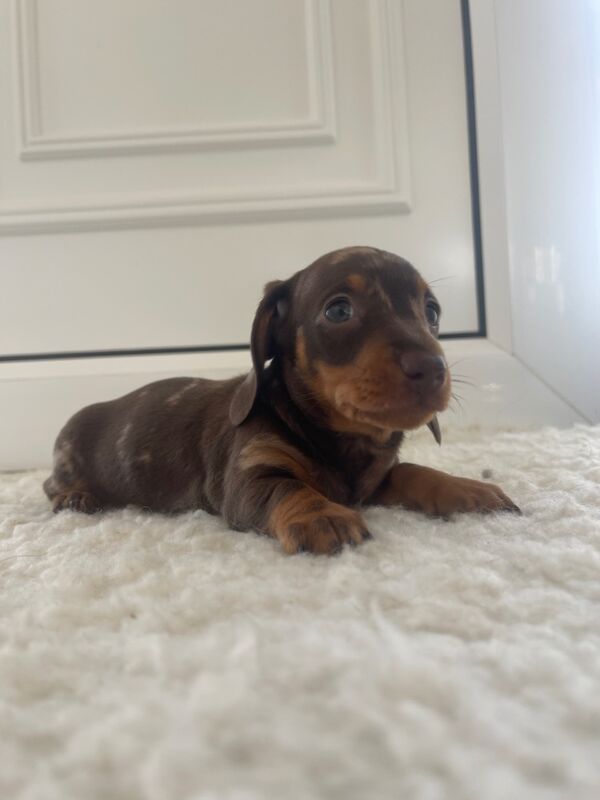 Dachshund puppies for sale in Swavesey, Cambridgeshire – 8 weeks old - Image 11 of 12