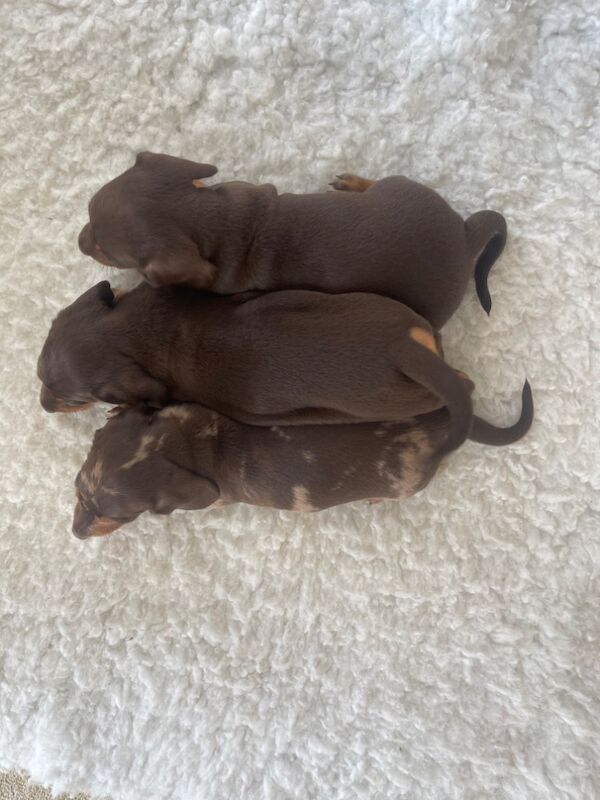 Dachshund puppies for sale in Swavesey, Cambridgeshire – 8 weeks old - Image 12 of 12