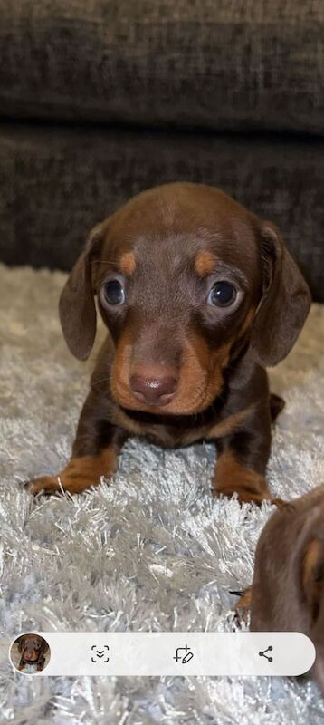 Dachshund puppies for sale in South Kirkby, West Yorkshire – KC registered, 7 weeks old