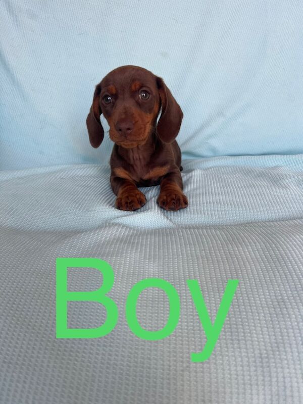 True to breed miniature dachshund puppies for sale in Maidstone, Kent | Image 2