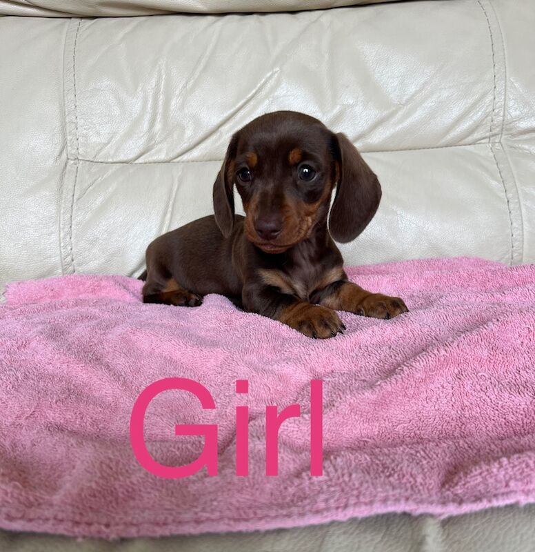 True to breed miniature dachshund puppies for sale in Maidstone, Kent | Image 3
