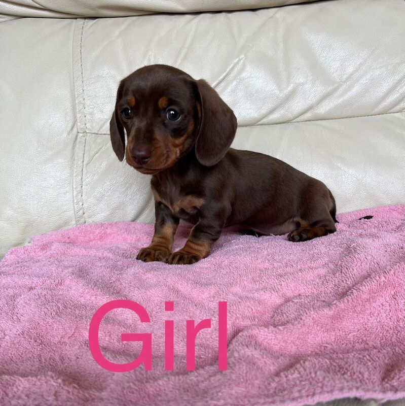 True to breed miniature dachshund puppies for sale in Maidstone, Kent | Image 4