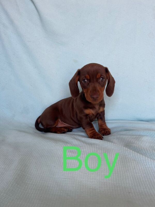 Dachshund puppies for sale in Maidstone, Kent – 1 year old - Image 5 of 6