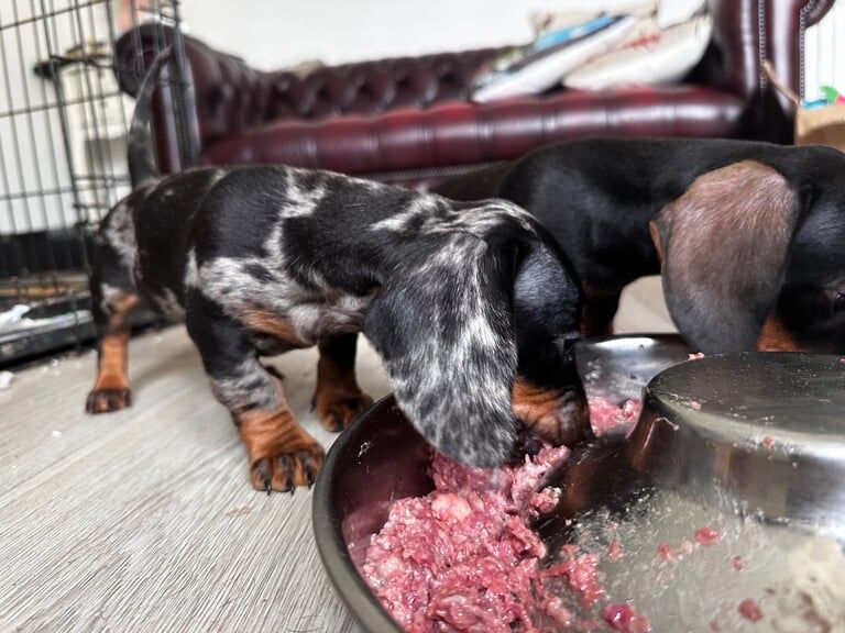 Tweenie dachshund ready now for sale in Hurlford, Ayrshire and Arran