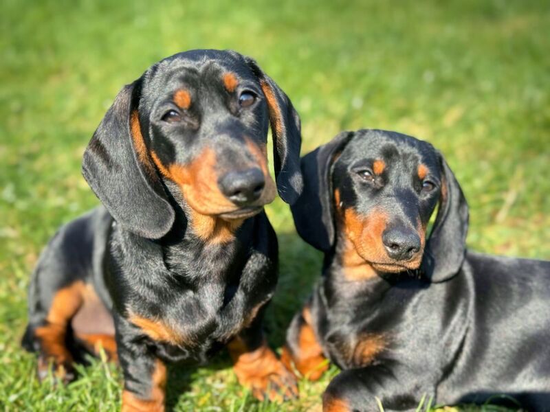 Dachshund puppies for sale in London – 8 months old