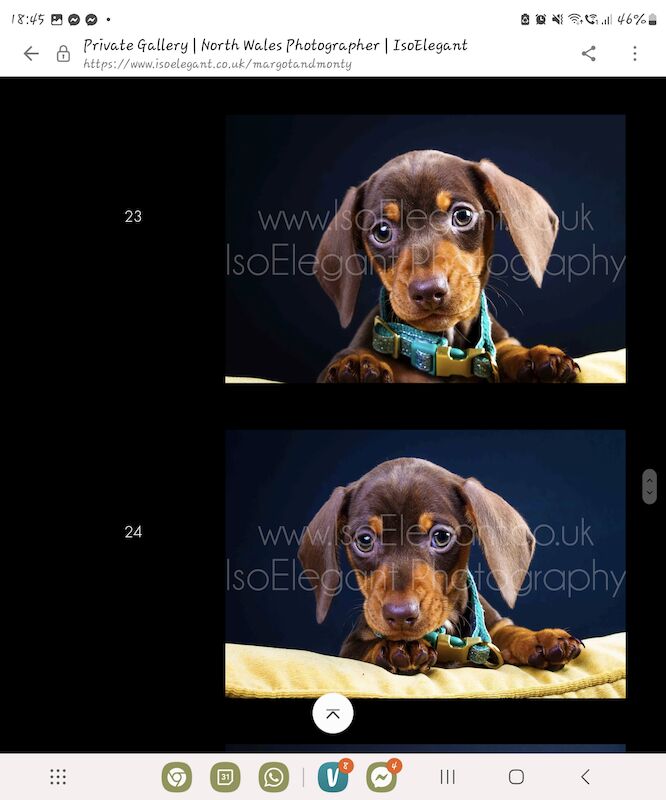 Dachshund puppies for sale in Llangollen, Denbighshire – 1 year old