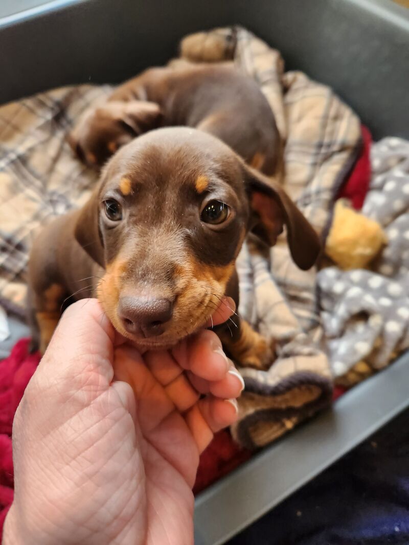 TWO BOYS. MINIATURE DACHSHUND. BROWN AND TAN for sale in Llangollen, Denbighshire | Image 2