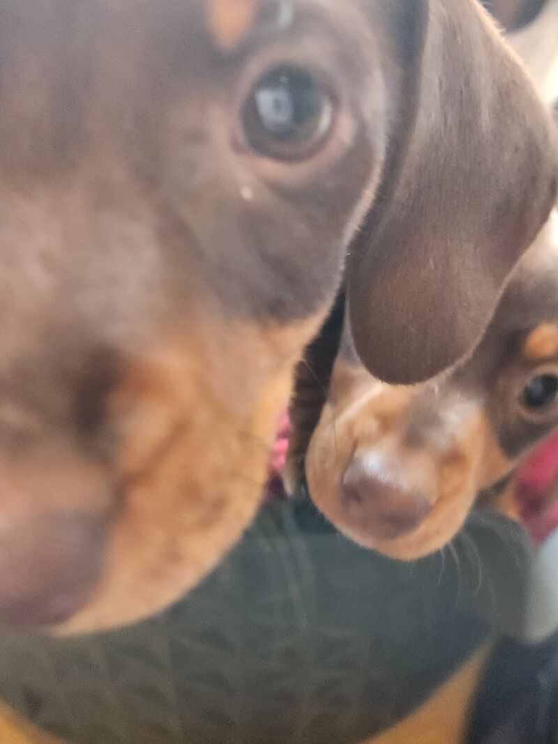 Dachshund puppies for sale in Llangollen, Denbighshire – 1 year old - Image 3 of 4
