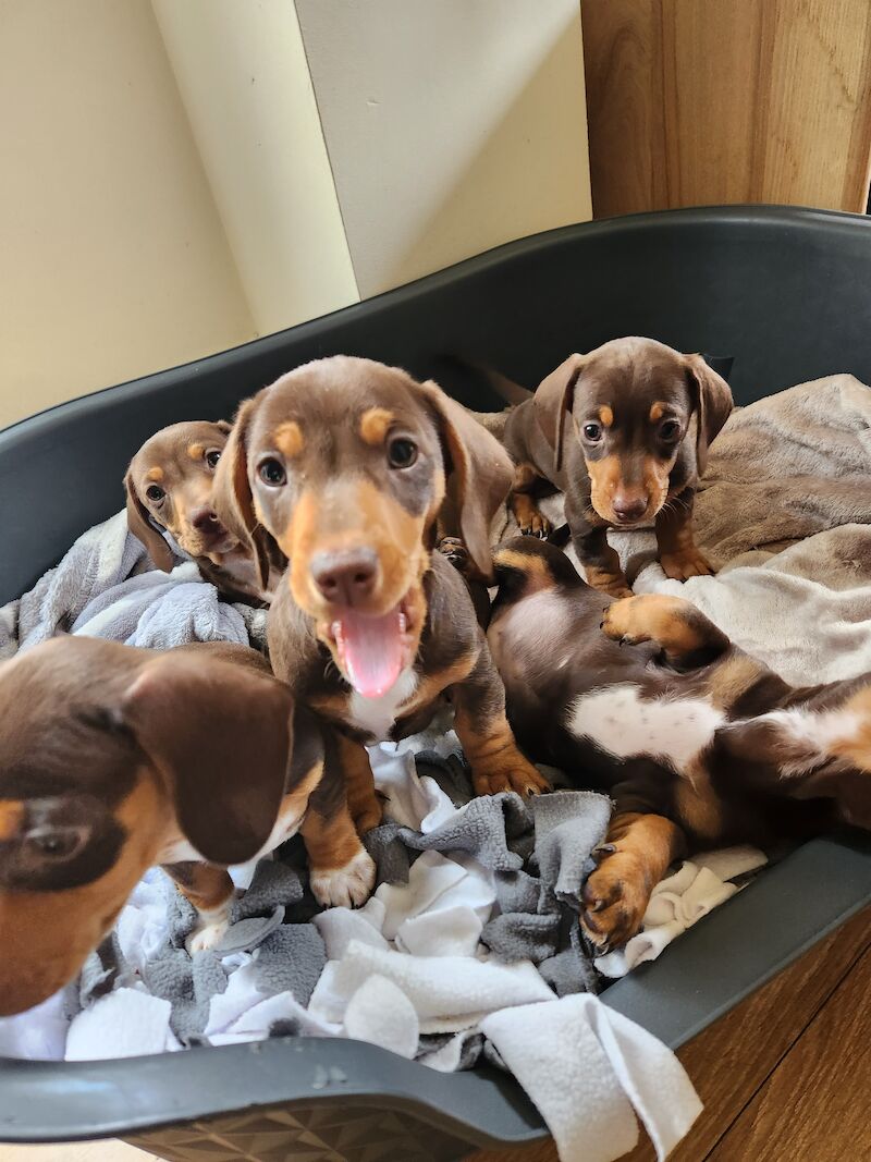 TWO BOYS. MINIATURE DACHSHUND. BROWN AND TAN for sale in Llangollen, Denbighshire | Image 4