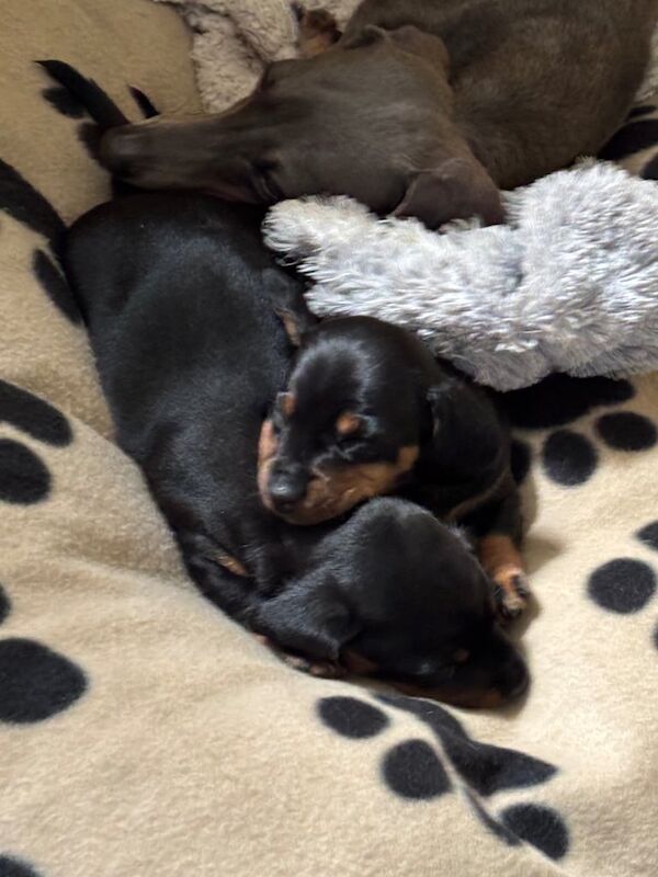 Two gorgeous miniature Black and Tan Dachshund...