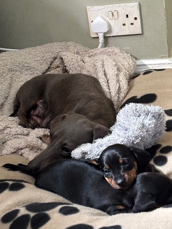 Two gorgeous miniature Black and Tan Dachshund puppies for sale in Chippenham, Wiltshire | Image 2
