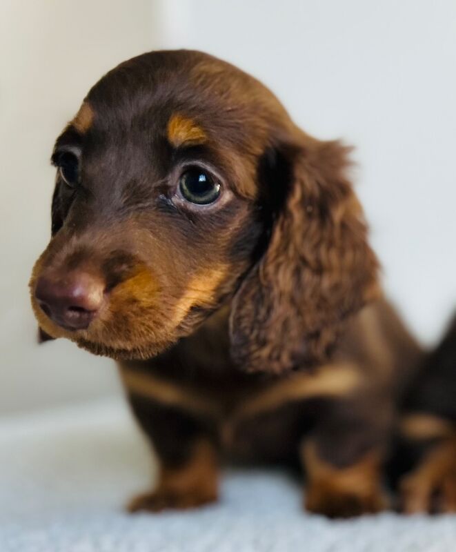 One gorgeous miniature long haired dachshund puppies for sale in Rainham, Kent | Image 2