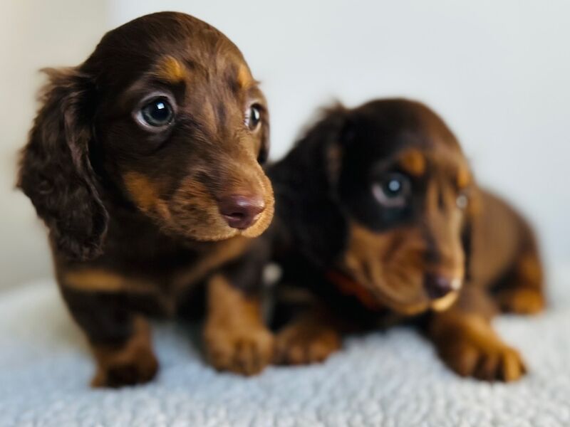 Dachshund puppies for sale in Rainham, Kent – 1 year old - Image 3 of 5