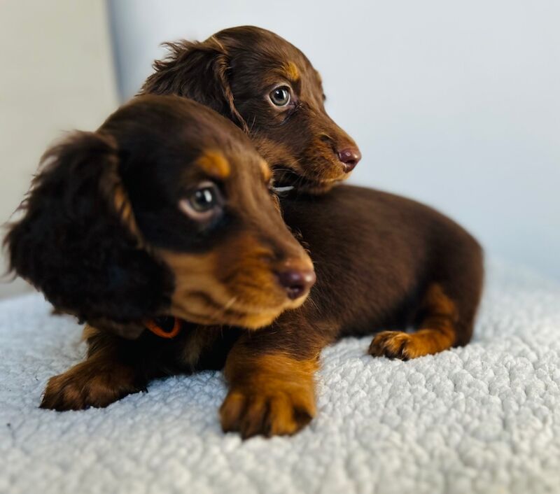 Dachshund puppies for sale in Rainham, Kent – 1 year old - Image 4 of 5