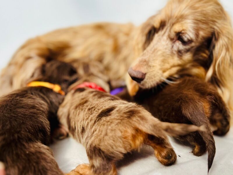 Dachshund puppies for sale in Rainham, Kent – 1 year old - Image 5 of 5