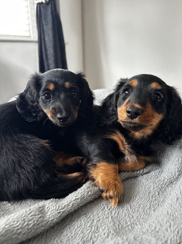 Two male miniature dachshunds for sale