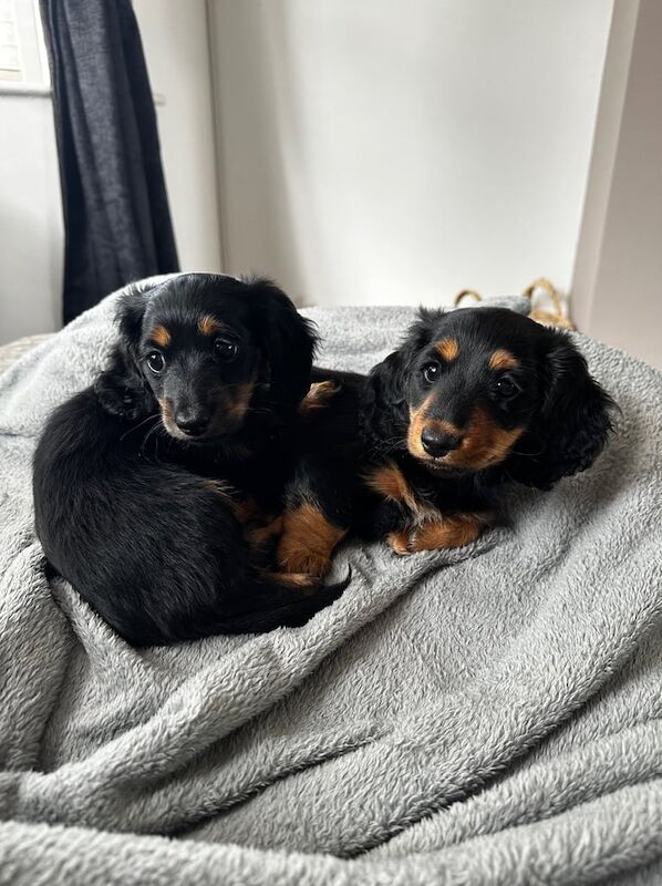 Two male miniature dachshunds for sale in Bridlington, East Riding of Yorkshire | Image 2