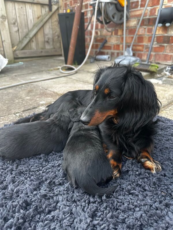 Two male miniature dachshunds for sale in Bridlington, East Riding of Yorkshire | Image 3