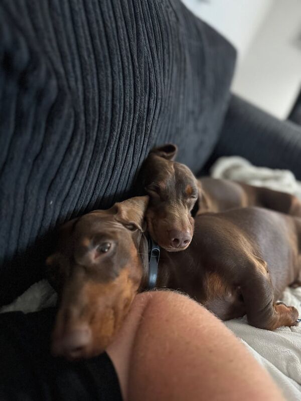 Dachshund puppies for sale in Laindon, Essex – 2 years old