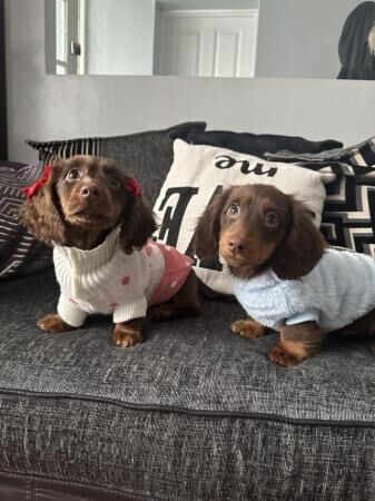 Two minature dachshunds available for sale in Little London, Essex
