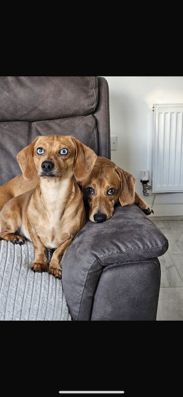 Dachshund puppies for sale in Bury St Edmunds, Suffolk – 1 year old
