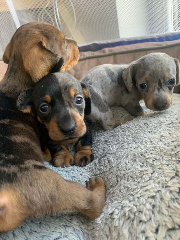 Upcoming litter of mini smooth haired dachshund for sale in Llandysul, Dyfed | Image 1