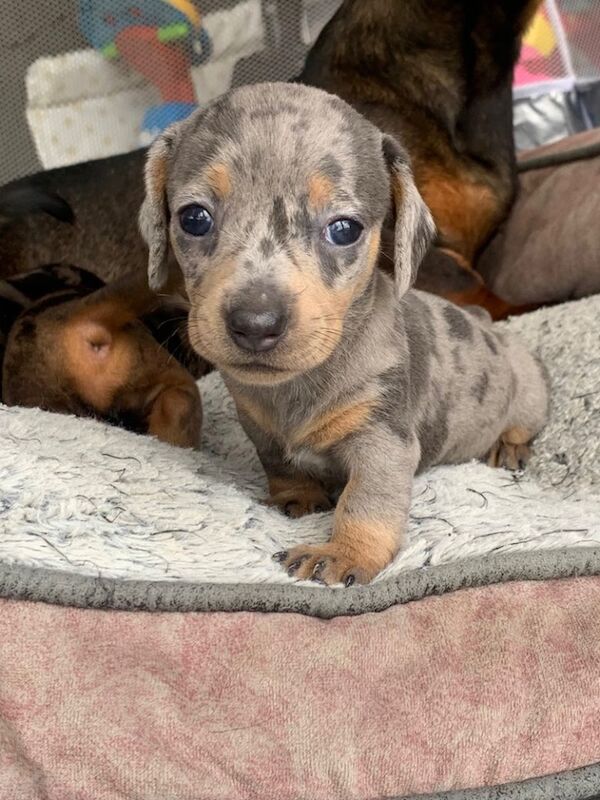 Upcoming litter of mini smooth haired dachshund for sale in Llandysul, Dyfed | Image 2