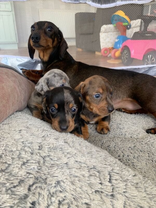 Upcoming litter of mini smooth haired dachshund for sale in Llandysul, Dyfed | Image 3