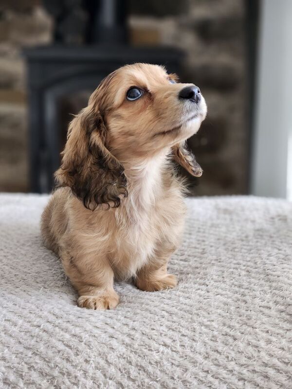Dachshund puppies for sale in Lancashire – KC registered, 9 weeks old
