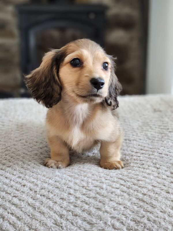 Dachshund puppies for sale in Lancashire – KC registered, 11 weeks old