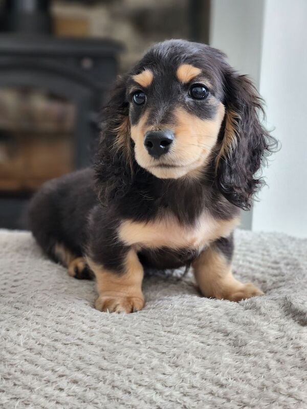 Dachshund puppies for sale in Lancashire – KC registered, 9 weeks old - Image 2 of 8