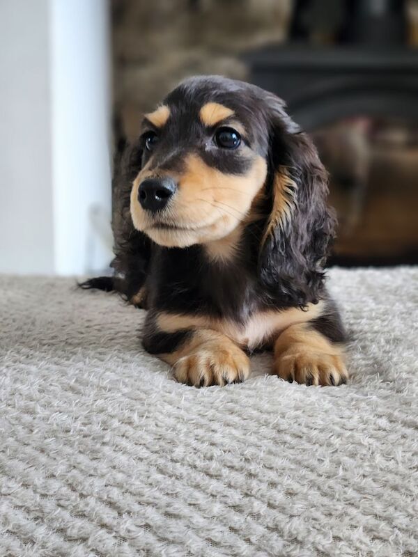 Dachshund puppies for sale in Lancashire – KC registered, 9 weeks old - Image 4 of 8