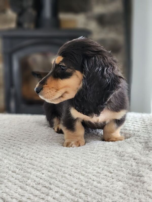 Dachshund puppies for sale in Lancashire – KC registered, 9 weeks old - Image 5 of 8