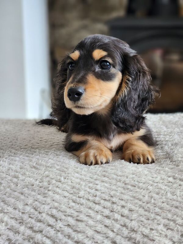 Dachshund puppies for sale in Lancashire – KC registered, 9 weeks old - Image 6 of 8